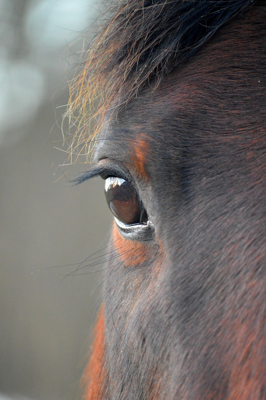 animal, horse, mammal, species, eye, close up, eyelashes, head, horse head, brown, mane, horse eye, house horse, pallor, nature, paddock, animals on the farm, stud, agriculture, ungulates, fauna