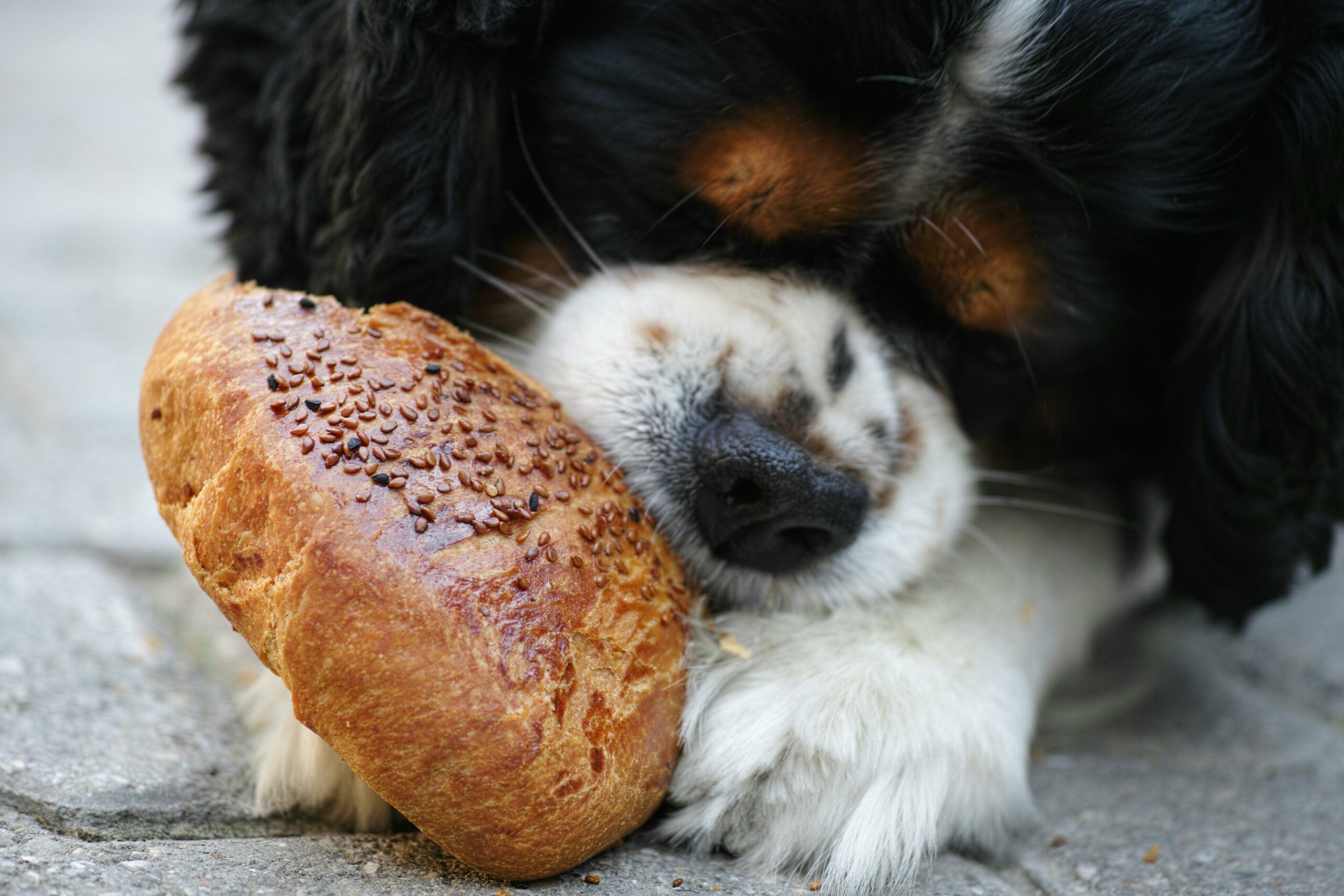 Cute Cavalier King Charles puppy nibbling on seeded bread outdoors, enjoying a snack.