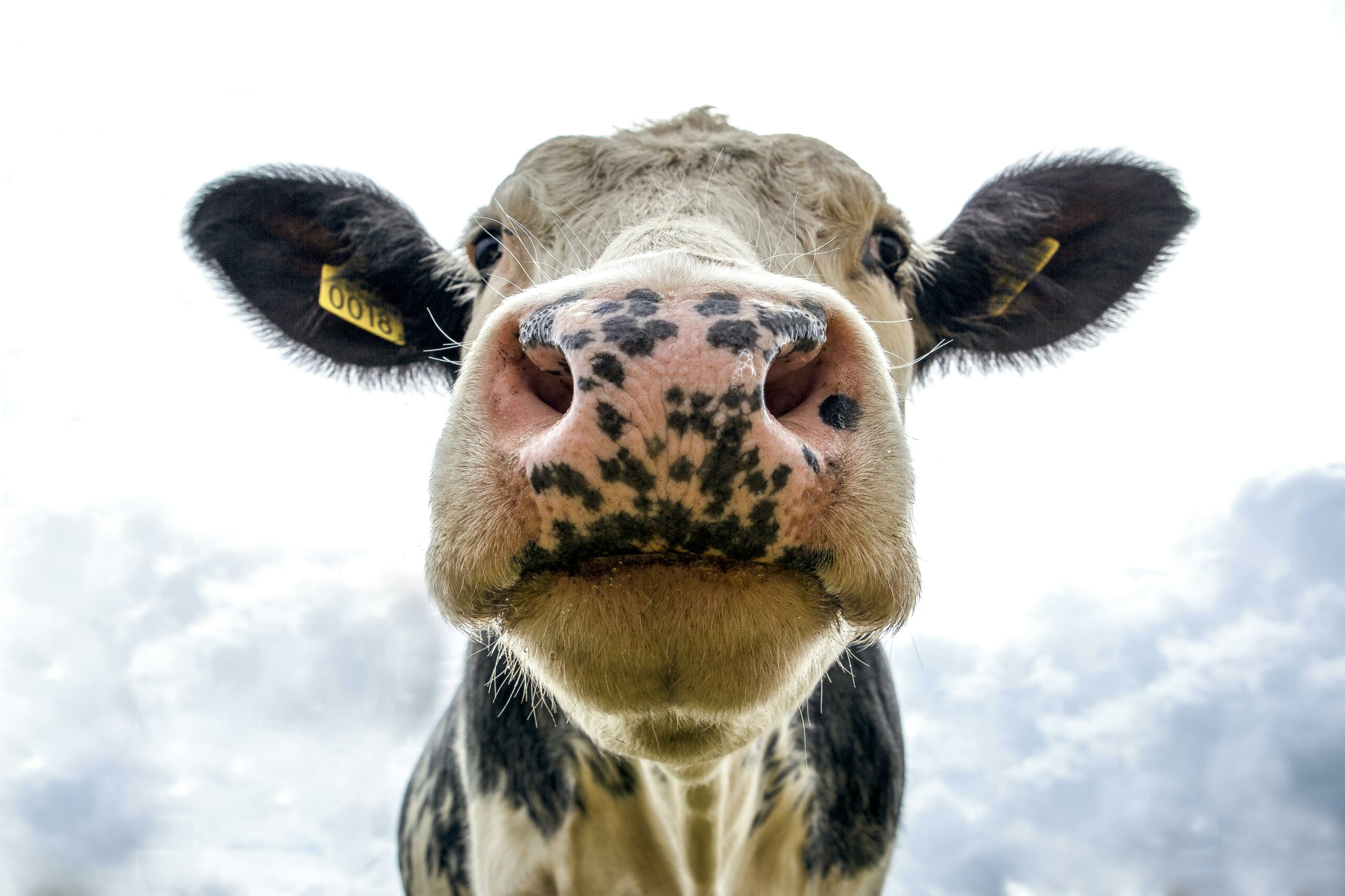 Front view of a cow