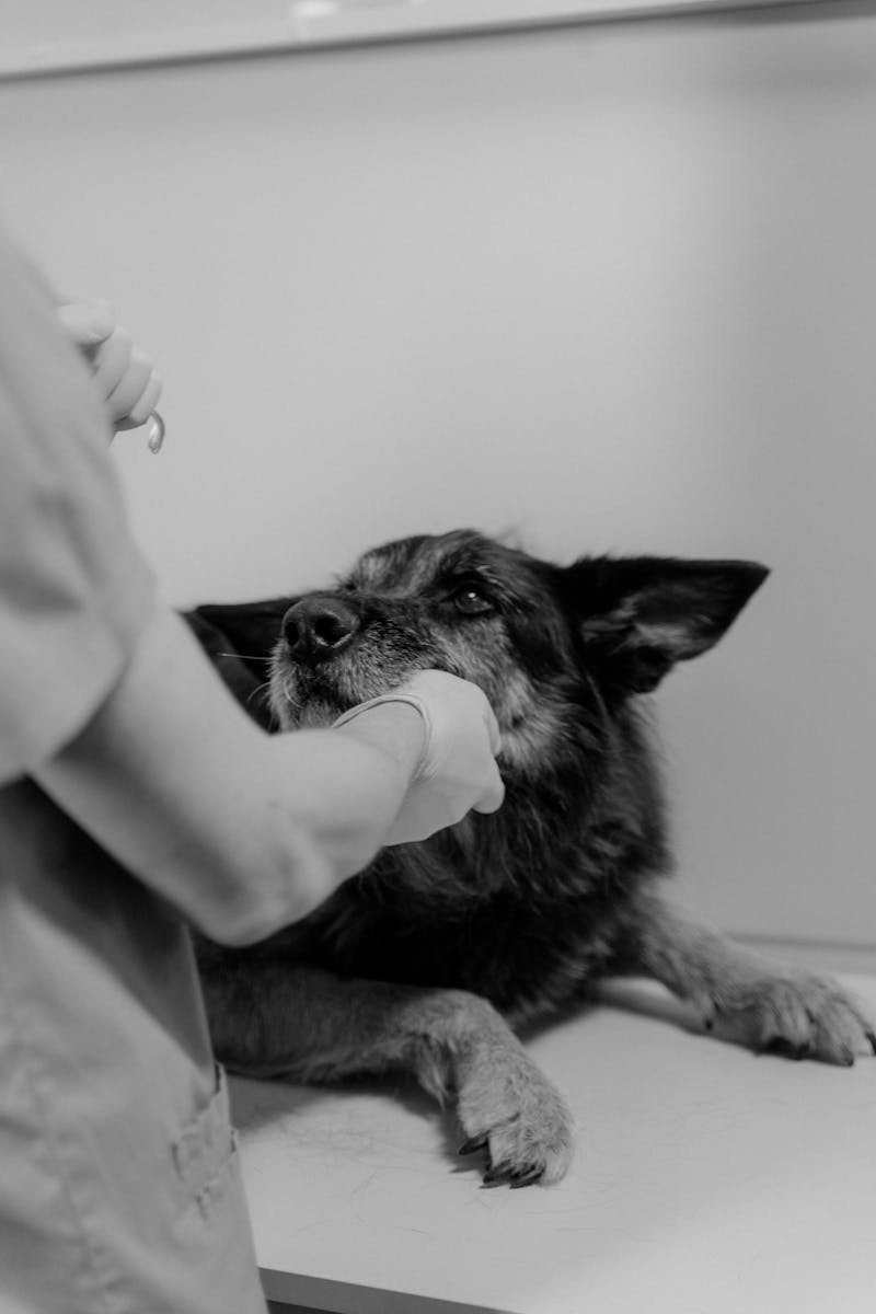 Veterinarian caring for a German Shepherd during a check-up at a clinic.