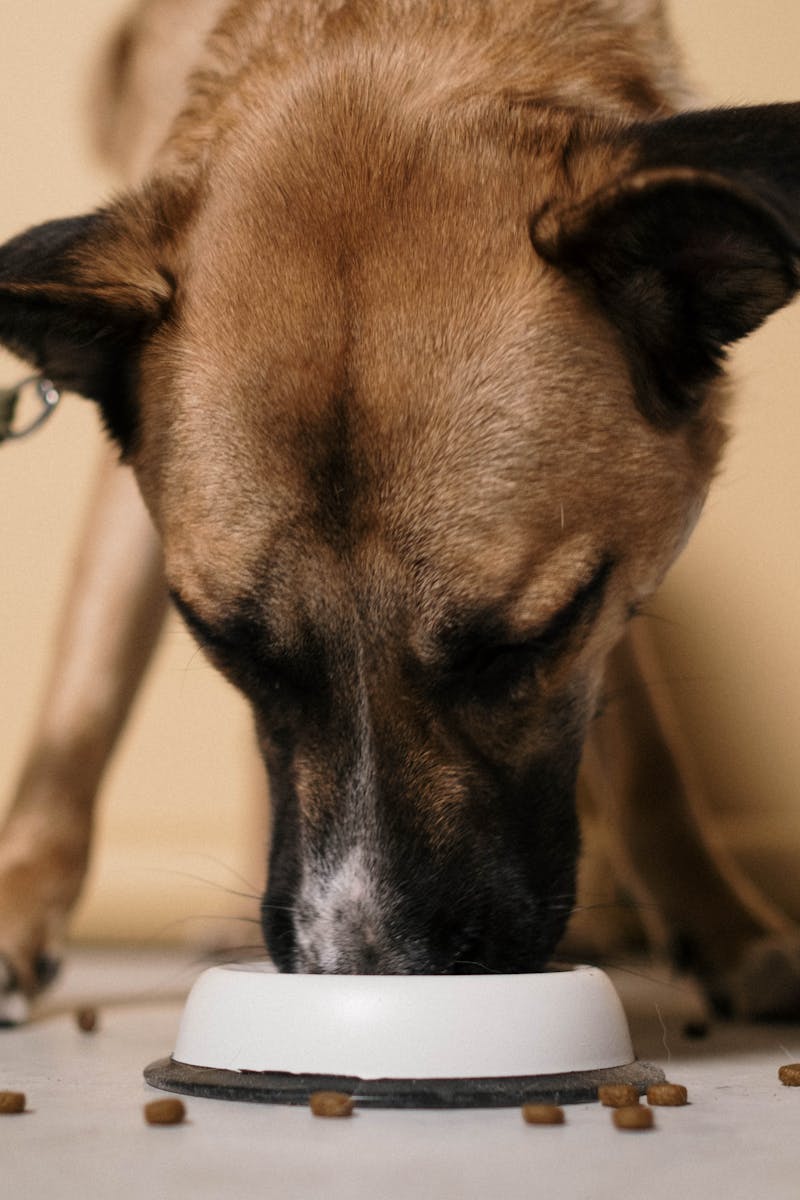 A close-up of a brown dog eating kibble from a white bowl indoors.