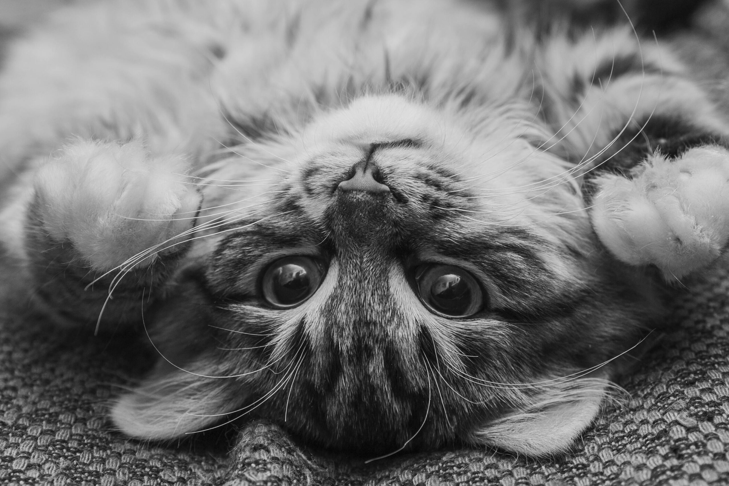 Adorable kitten lying upside down in a black and white close-up shot, showcasing a playful pose.